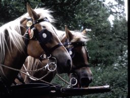 Schützenfest 1985